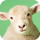 ikon Sheep Sounds
