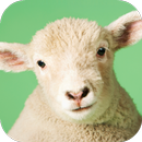 Sheep Sounds APK