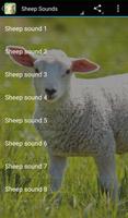 Sheep Sounds Affiche