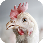 Chicken Sounds icon