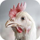 آیکون‌ Chicken Sounds