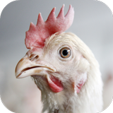 Chicken Sounds APK