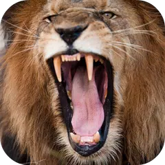 Lion Sounds APK download