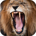 Lion Sounds icono