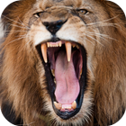 Lion Sounds أيقونة