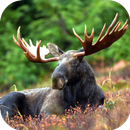 Moose Sounds APK