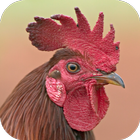 Rooster Sounds أيقونة