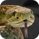 Rattlesnake Sounds-APK