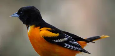 Oriole Bird Sounds