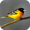 Oriole Bird Sounds أيقونة