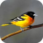 Oriole Bird Sounds আইকন