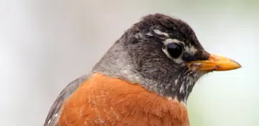 Robin Bird Sounds
