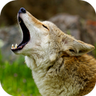 Coyote Sounds icône