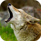 Coyote Sounds Zeichen