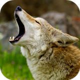 Coyote Sounds ikona