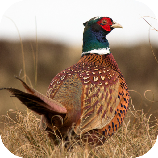 Pheasant Sounds