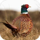Pheasant Sounds-icoon