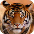 Sonidos de tigre