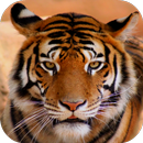 Sons du tigre APK