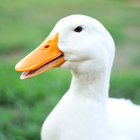 Duck Sounds icon