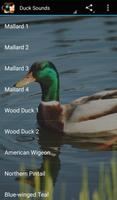 پوستر Duck Sounds