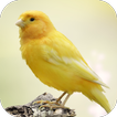 Canary Bird Sounds