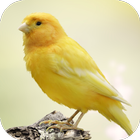 Canary Bird Sounds simgesi
