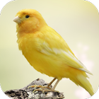 Canary Bird Sounds ไอคอน