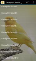 Canary Bird Sounds โปสเตอร์