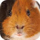 Geluiden van cavia's-icoon