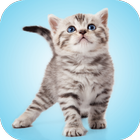 Kitten Sounds ikon
