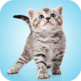 Kitten Sounds アイコン