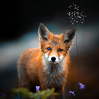 Fox Wallpapers 圖標