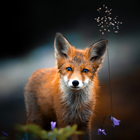 Fox Wallpapers icon