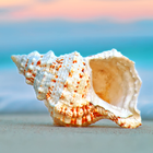Beach Wallpapers 아이콘