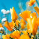 Flower Wallpapers APK