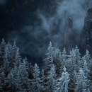 Forest Wallpapers APK