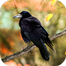 Crow Sounds-APK