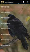 Crow Sounds Affiche