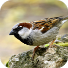 Sparrow Sounds icono