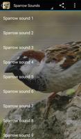 Poster Sparrow Sounds