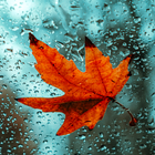 Autumn Wallpapers icono