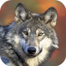 Wolf Wallpapers APK