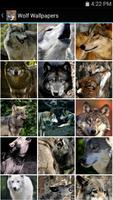 Poster Wolf Wallpapers