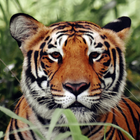 Tiger Wallpapers icono