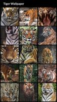 Tiger Wallpapers Affiche
