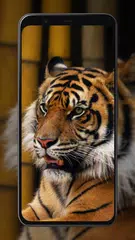 Tiger Wallpapers APK download