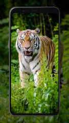 Tiger Wallpapers APK download