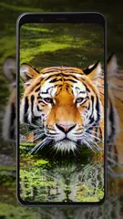 Tiger Wallpapers APK download