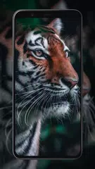 Tiger Wallpapers APK download